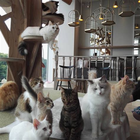 Cats and cafe - A BIT ABOUT US. We are a large family a household of 11, we have a number of animals including our crazy dog ladi. We knew the cats would love the cafe as it was made with their best interests at heart! they don't want to leave. they are used to lots of children and love company of humans and to play. We often have a house full as most of our ...